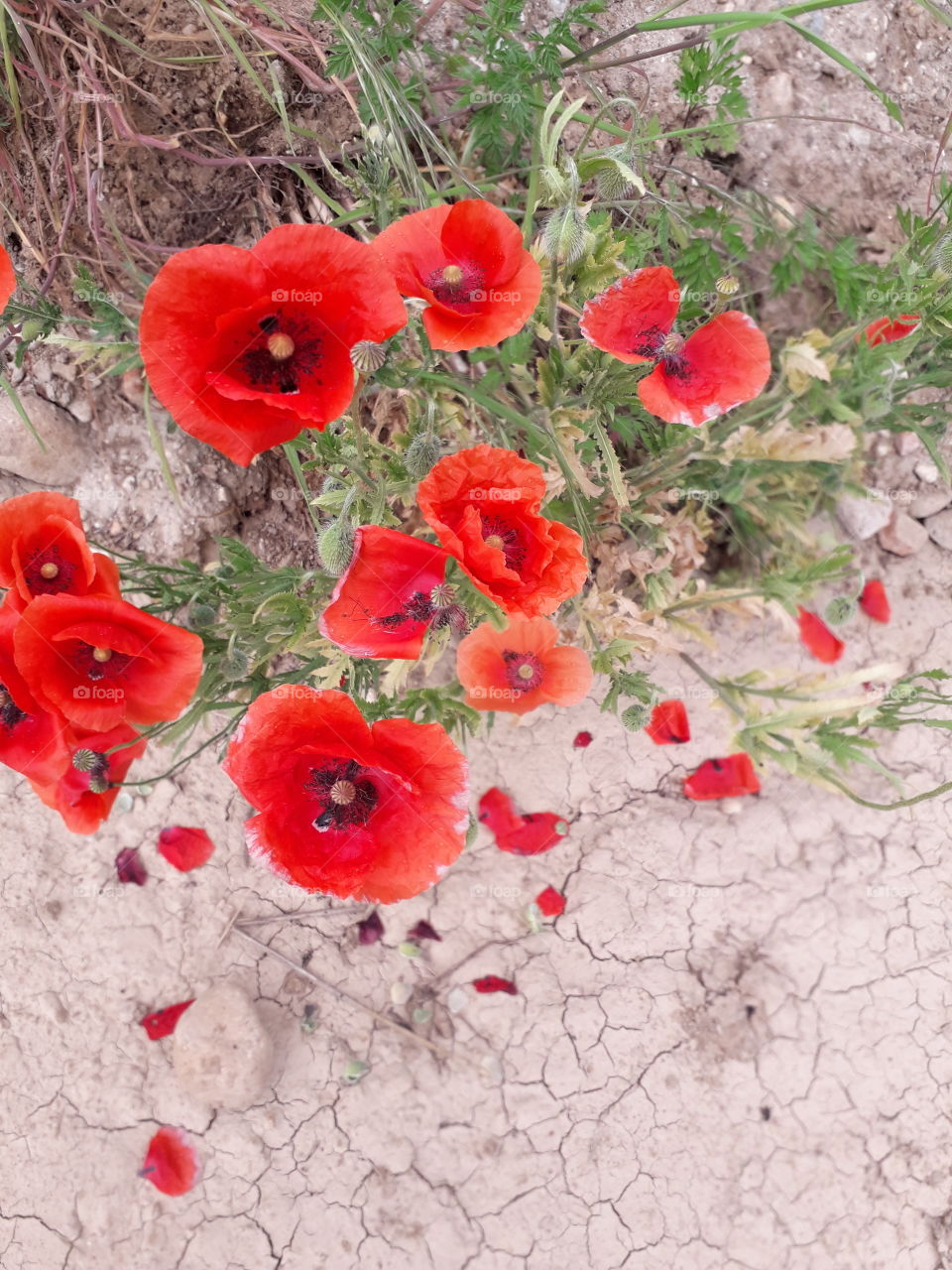 poppies