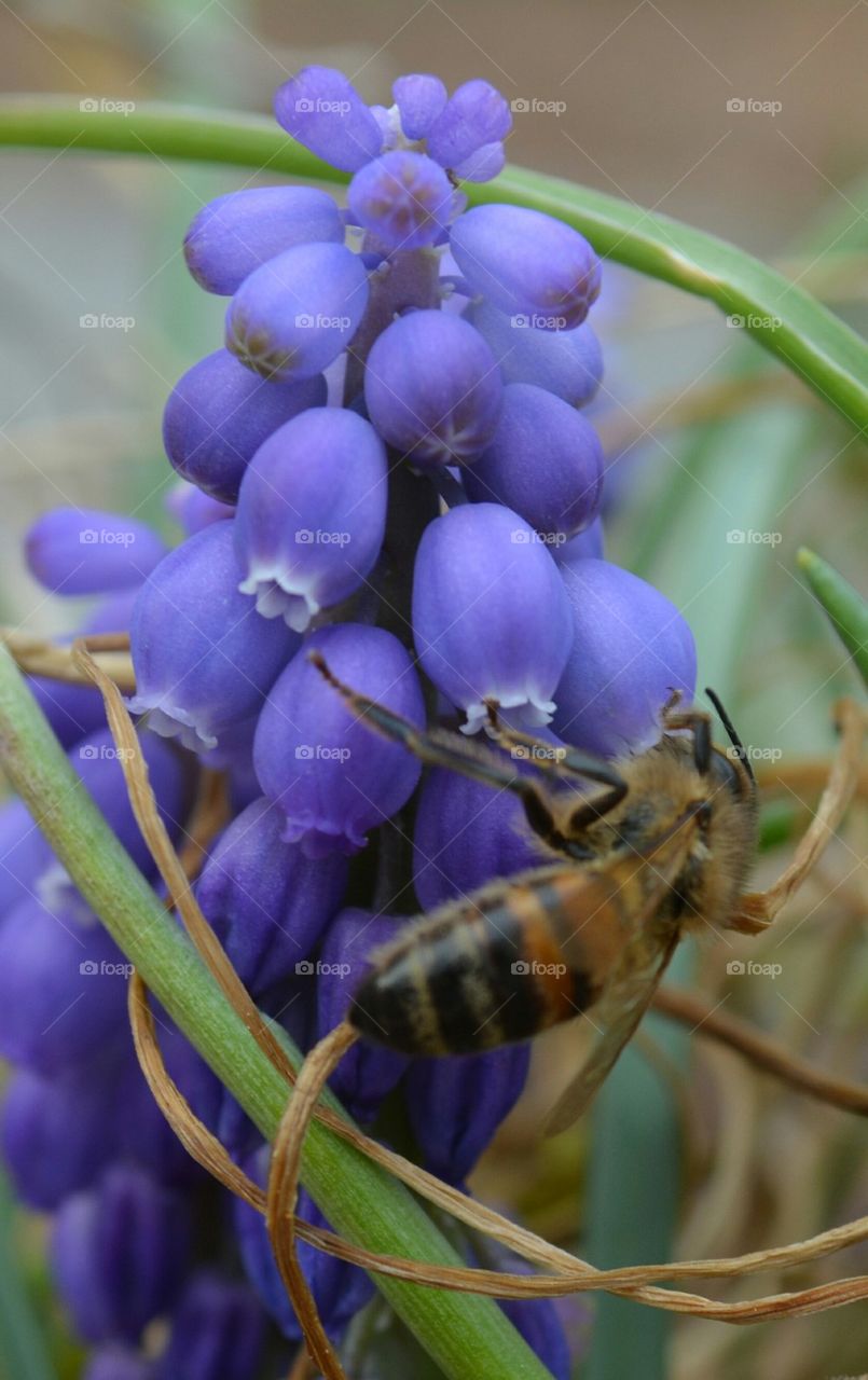 busy, busy bee on purple flowers