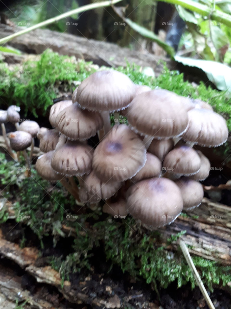 Wild Toadstools