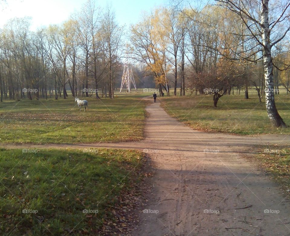 Landscape, Road, Tree, Fall, Guidance