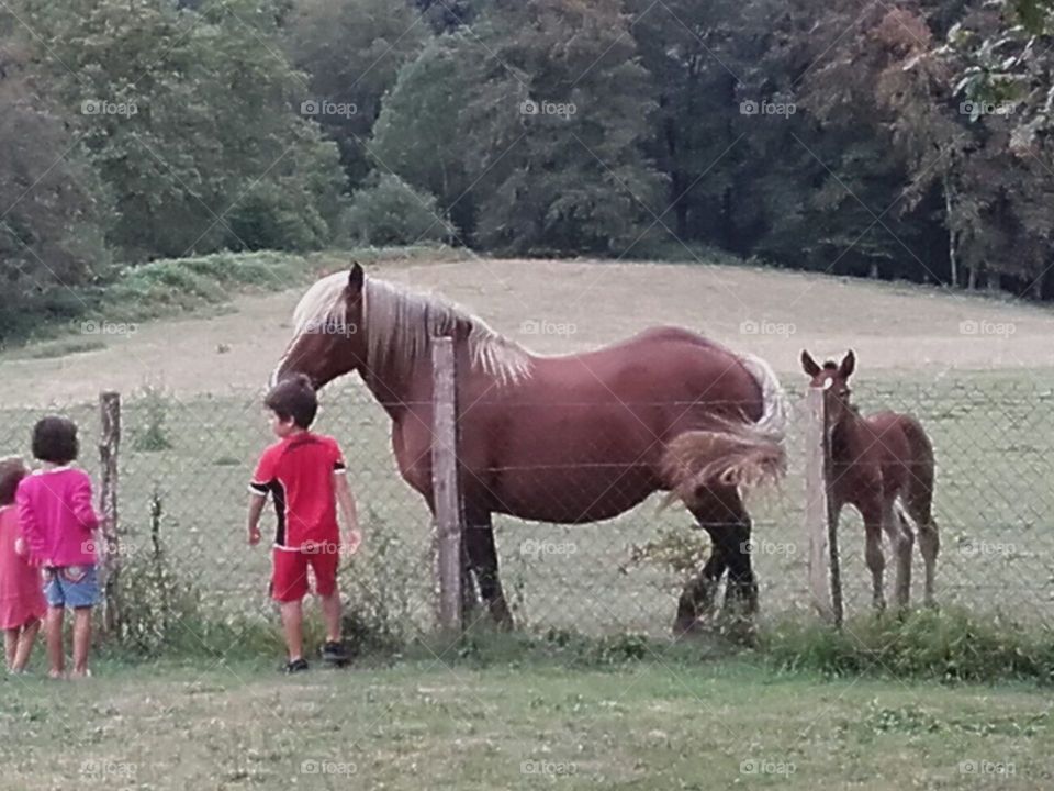 Mammal, Cavalry, Field, Animal, Horse