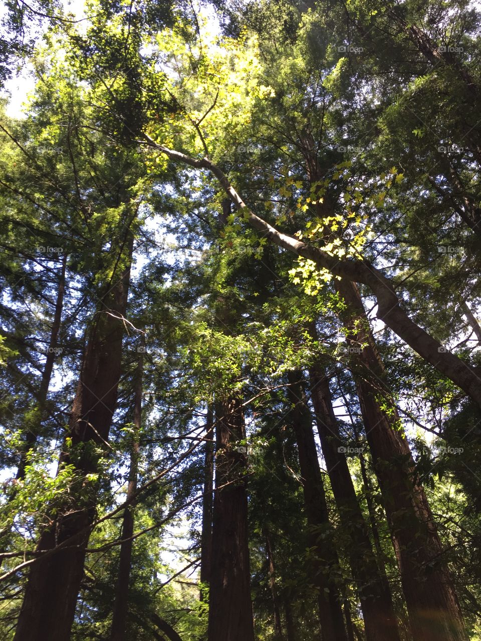 Big Sur Trees