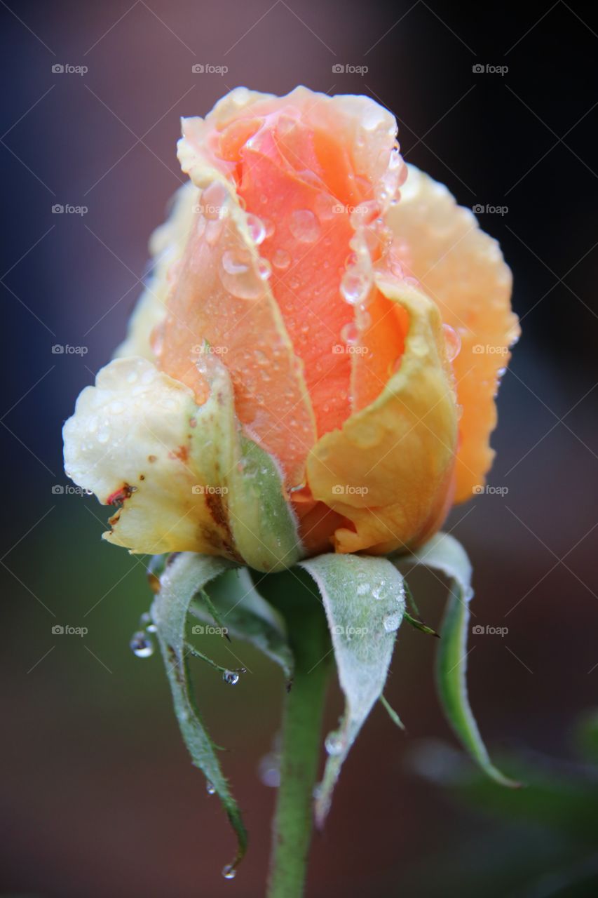 wet peach rose