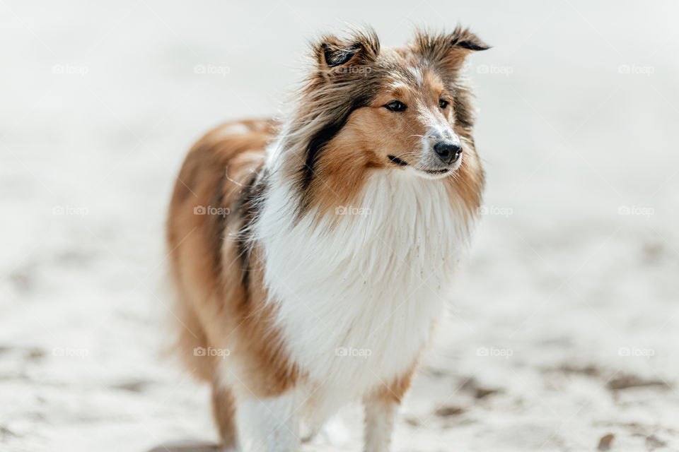 dog on the beach