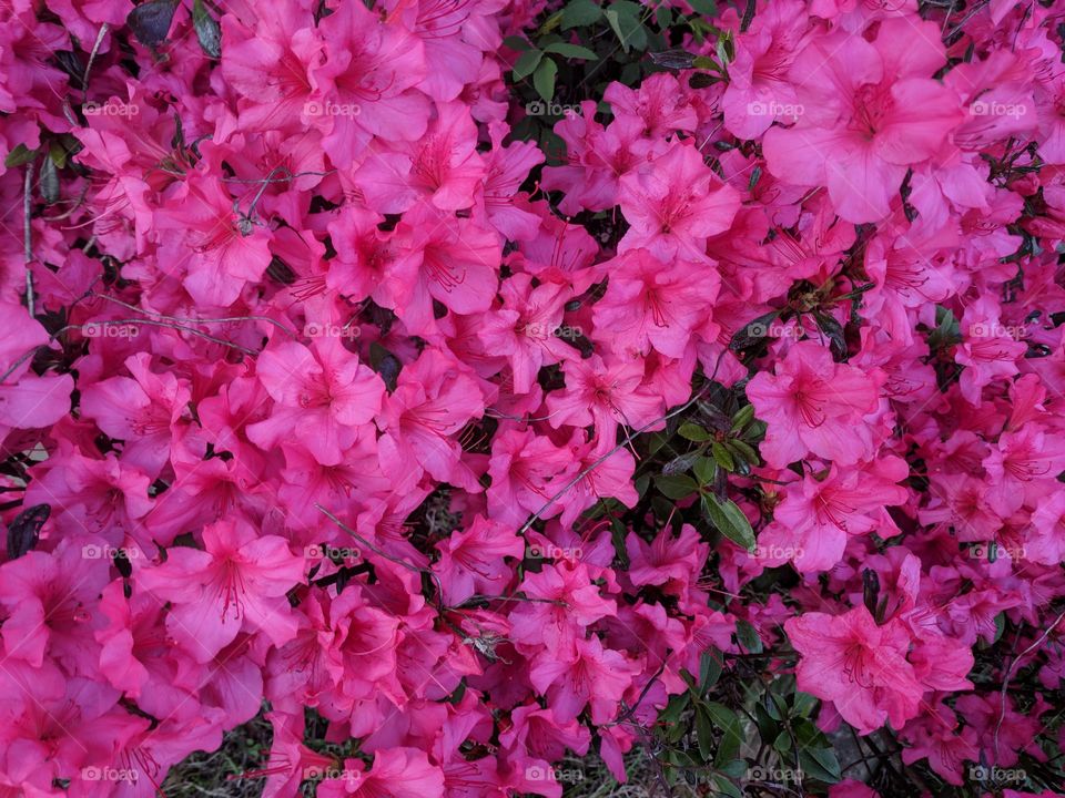 Bright Pink Flowers
