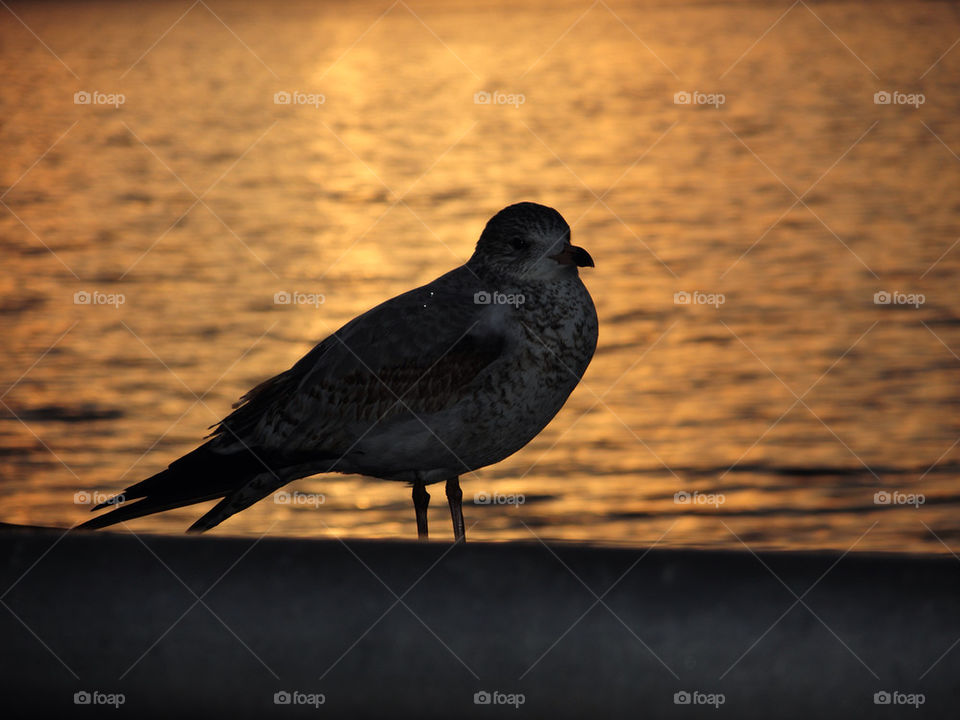 water bird sunrise silhouette by delvec