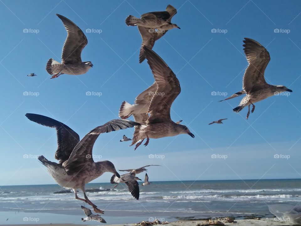 flock of seagulls in flight.