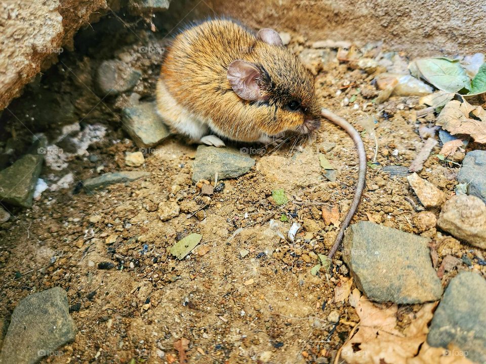 rodent with long tail on the ground
