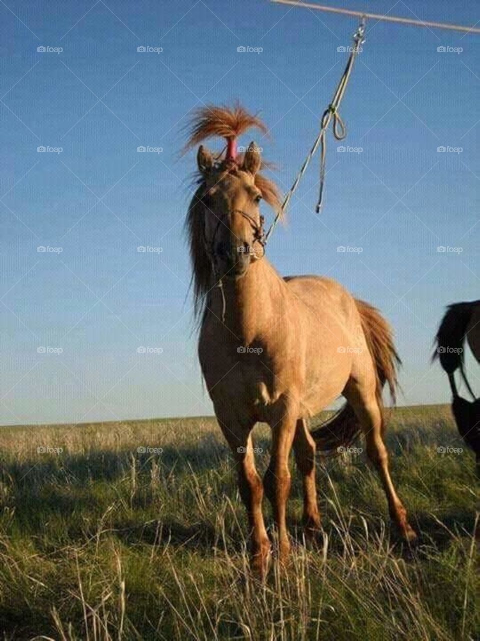 Mongol racing horse