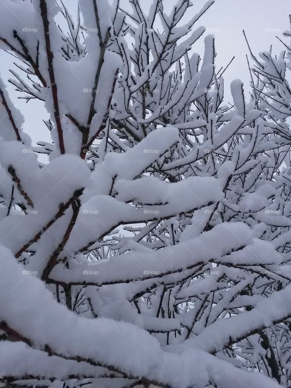 snow on branches