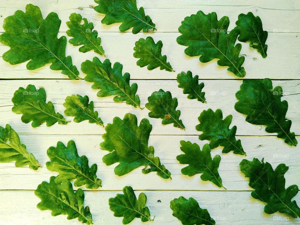 composition of green oak leaves