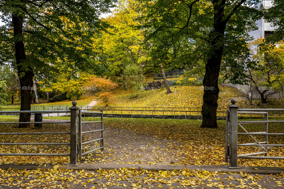 City park in autumn
