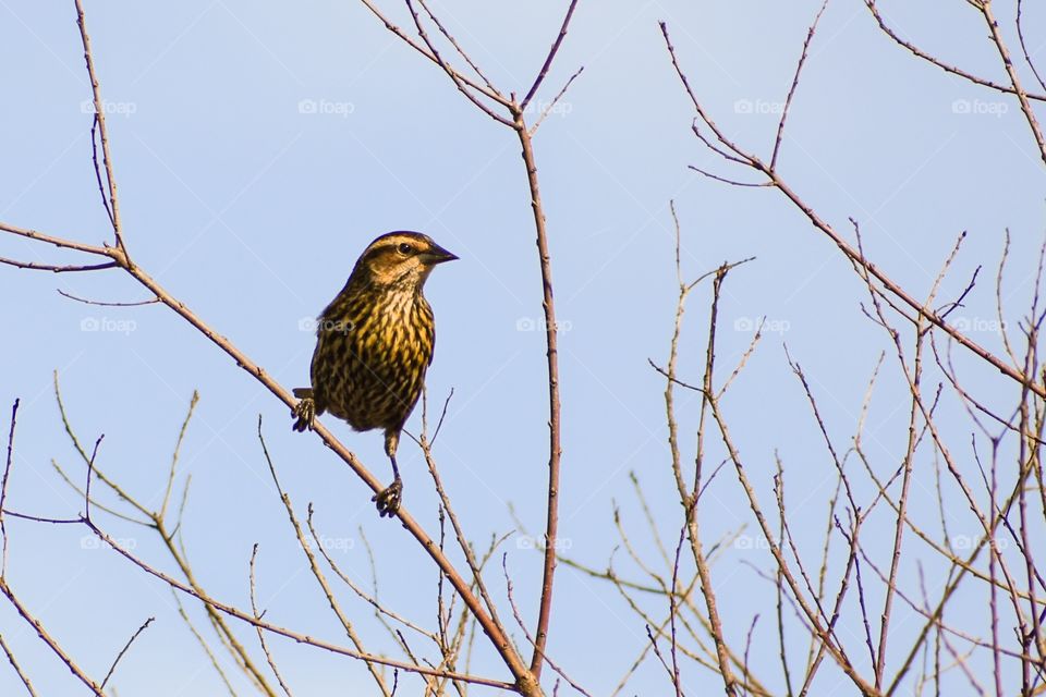 Sparrow bird perching on twig against sky