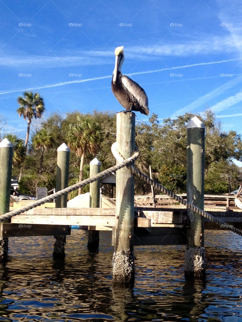 Pelican on alert