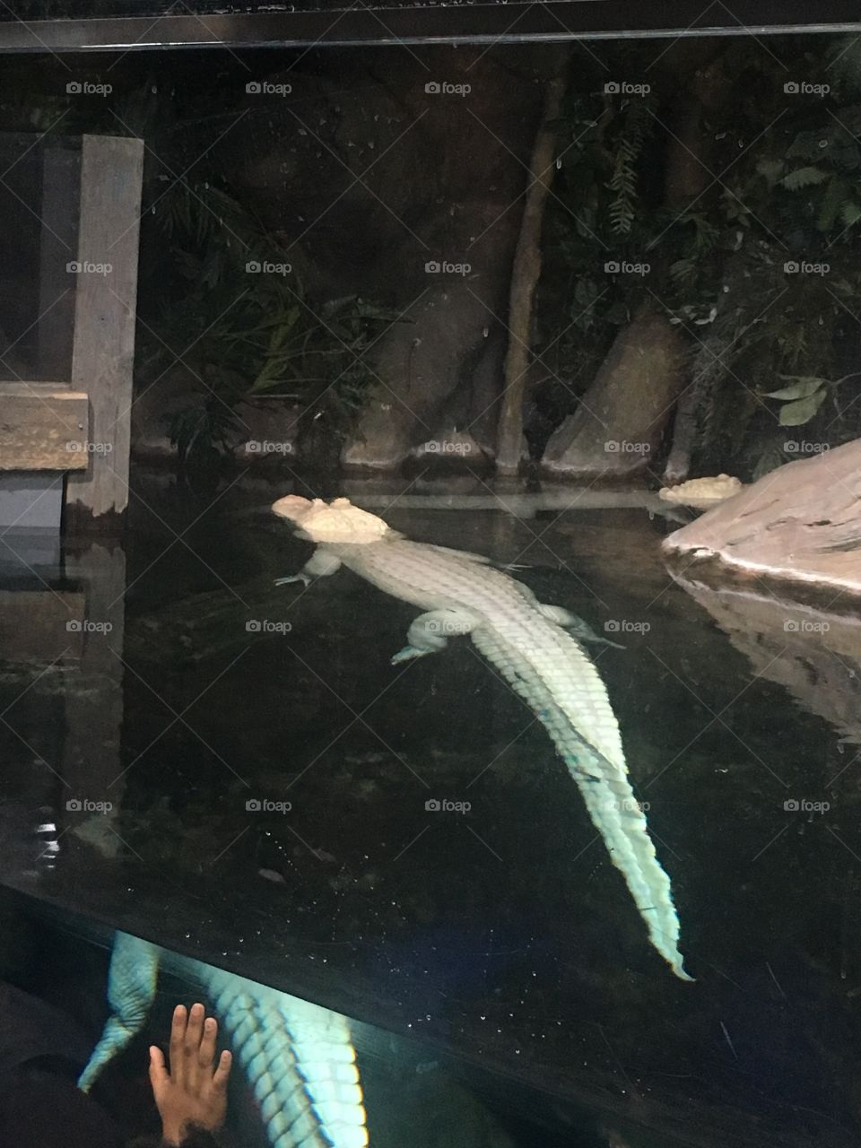Albino croc 