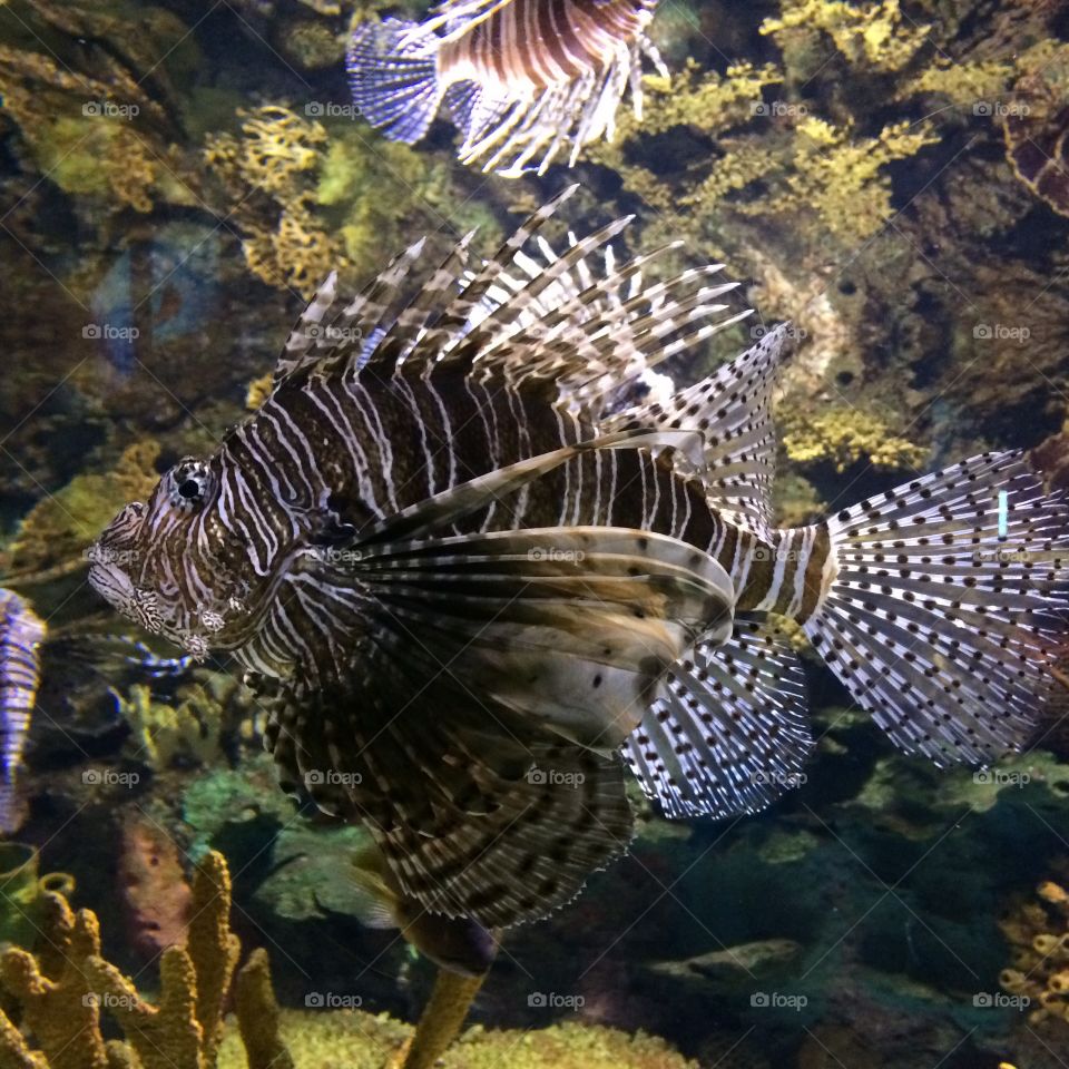 Beautiful stripped fish, blending in with its surroundings. 