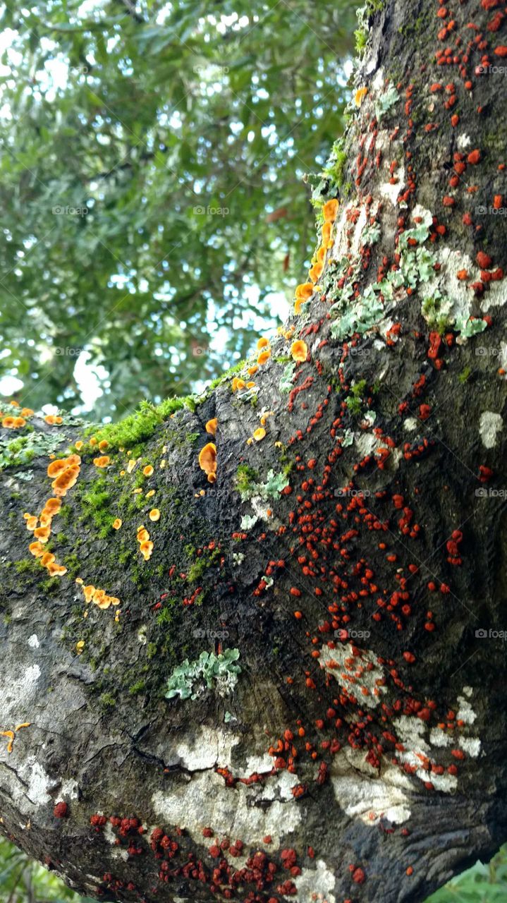 Lichen on tree.