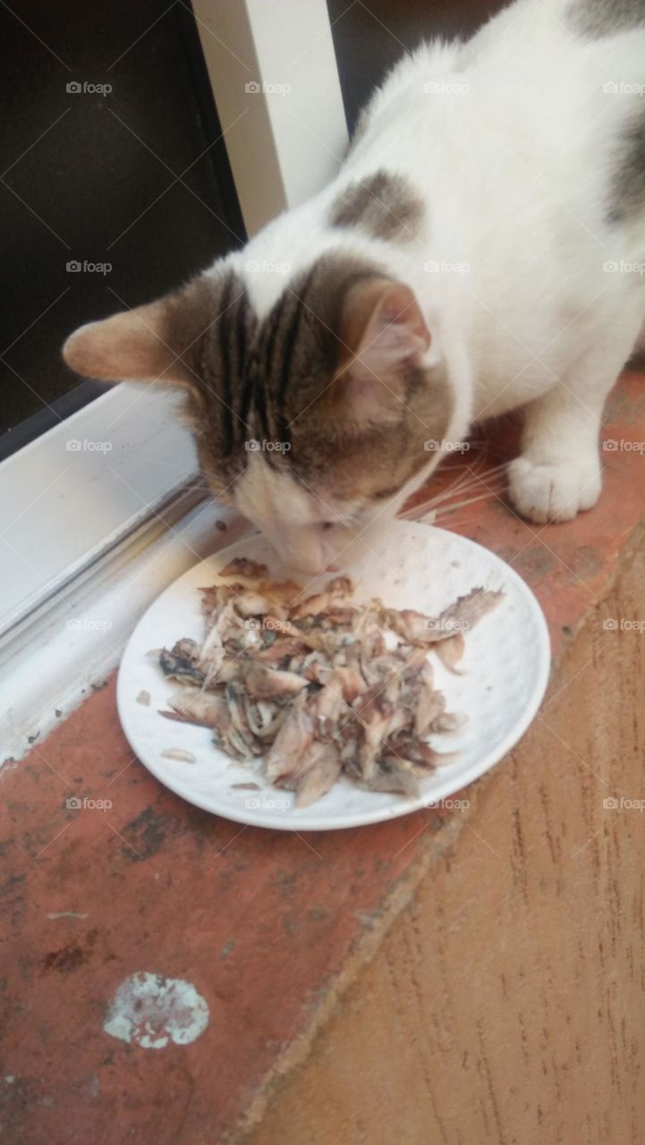 A cat eats his favorite fish meal.