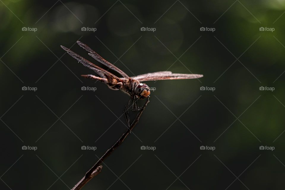 Dragonfly closeup