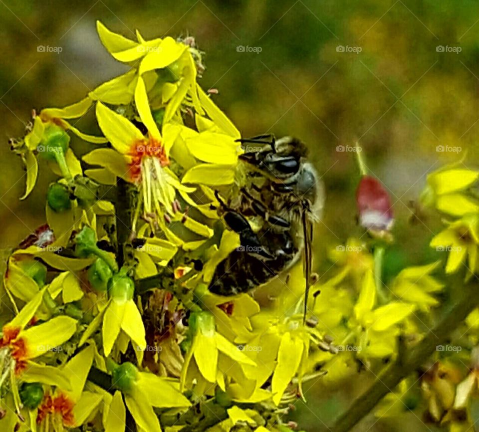 incredible bees