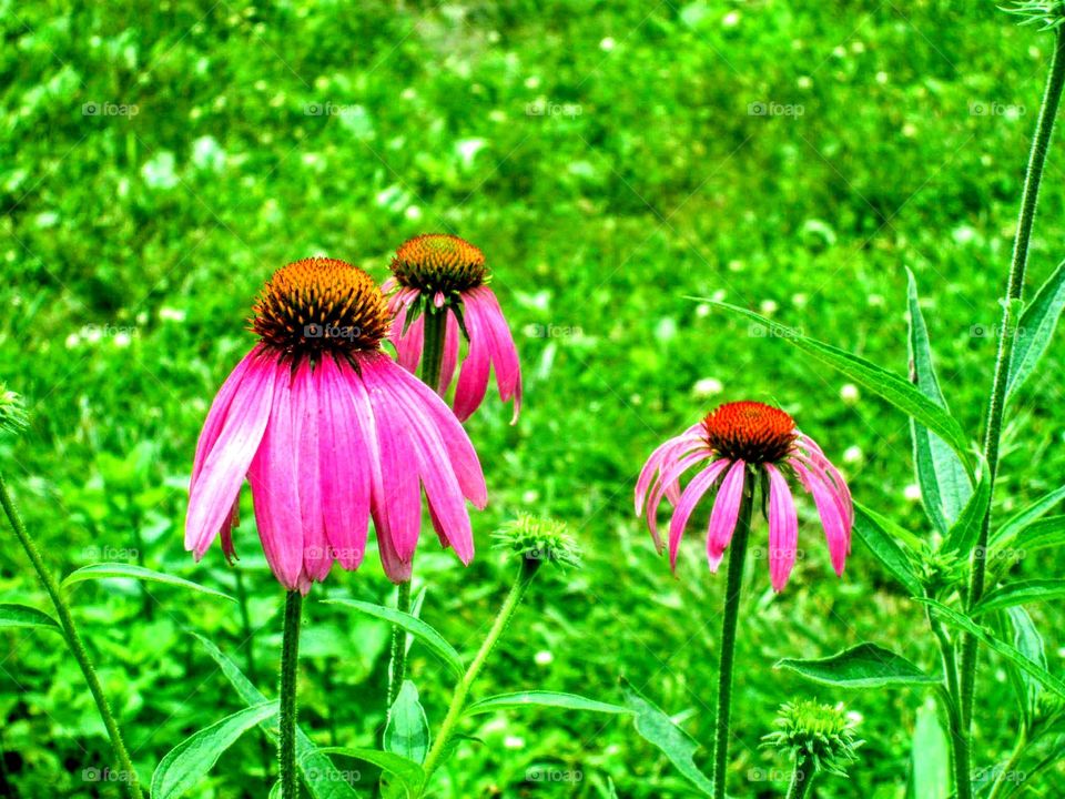 Cone Flower