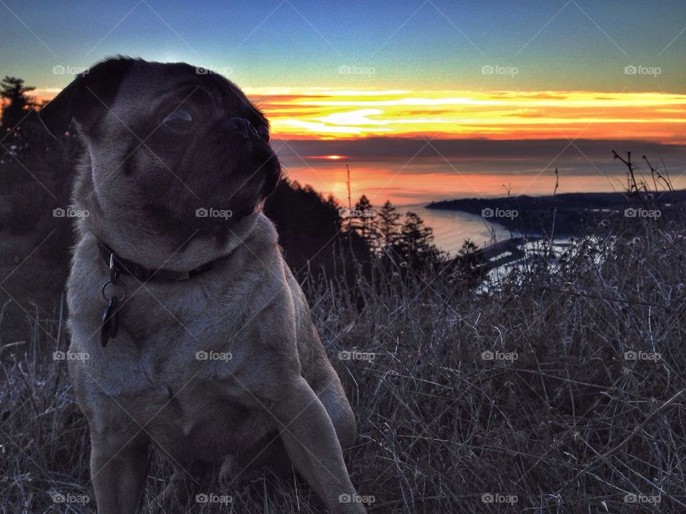 doggone sunset