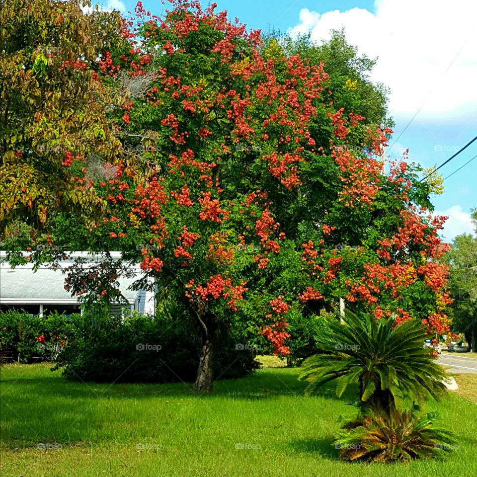 Tree, Leaf, Garden, Flower, Nature