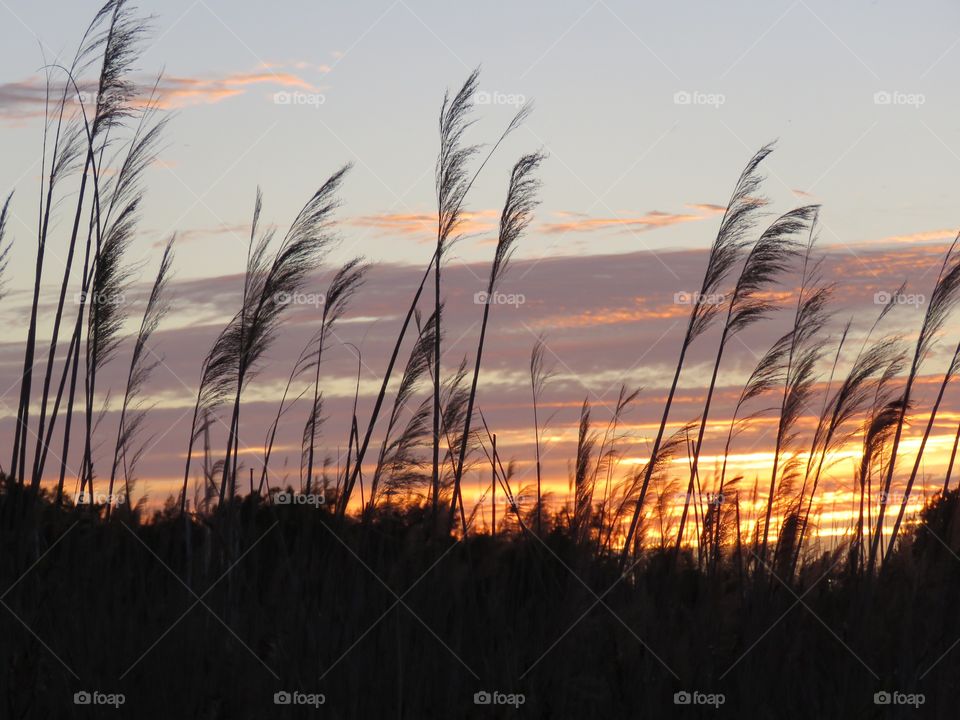 Beach grass blowing in wind with beautiful sunset in background on the shores of Lake Erie 