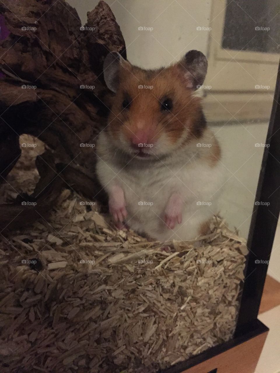 Hana the hamster