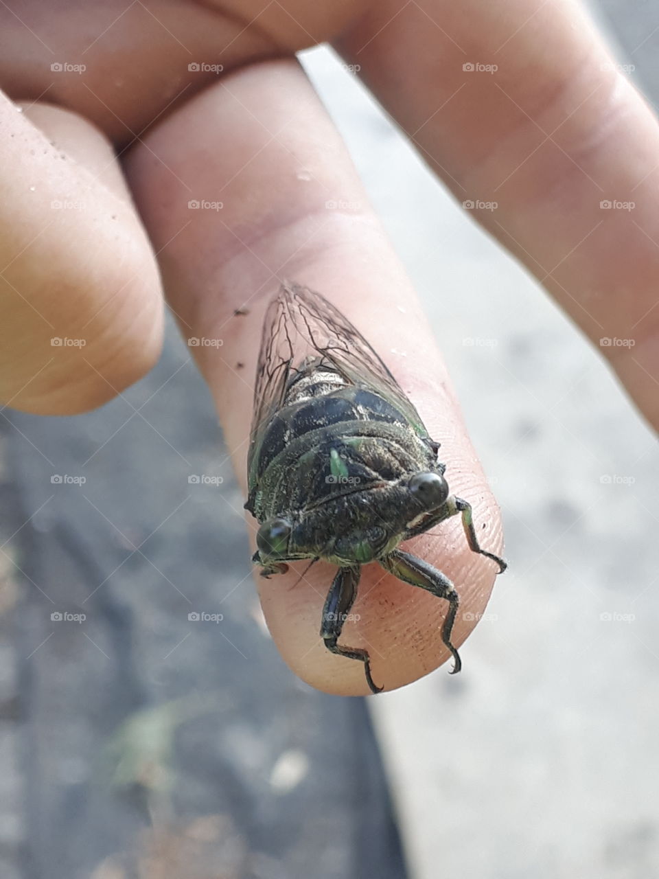 Cicada came for a visit.