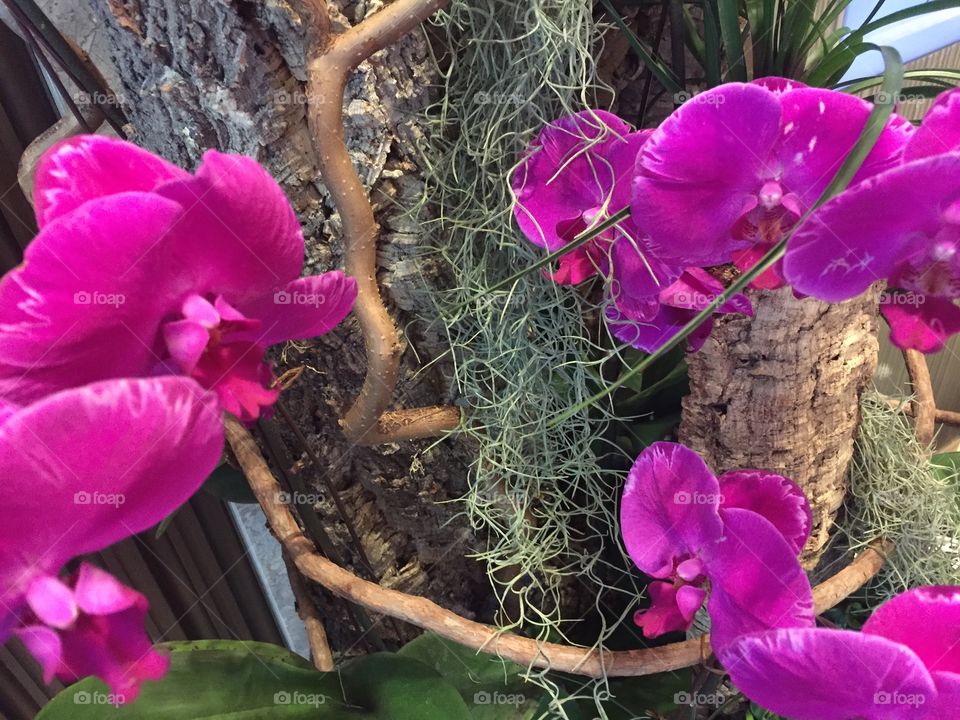 Purple Flowers in Hong Kong