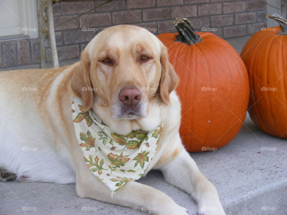 She is a Labrador retriever laying next to fall pumpkins.