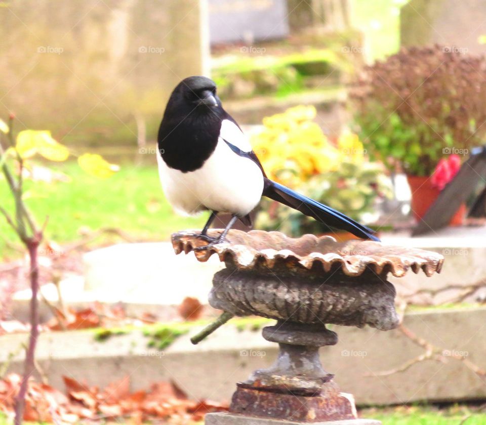 magpie