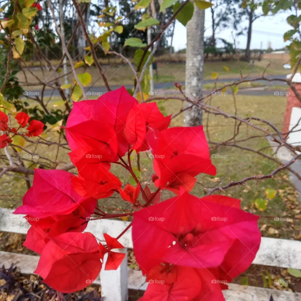 flowers