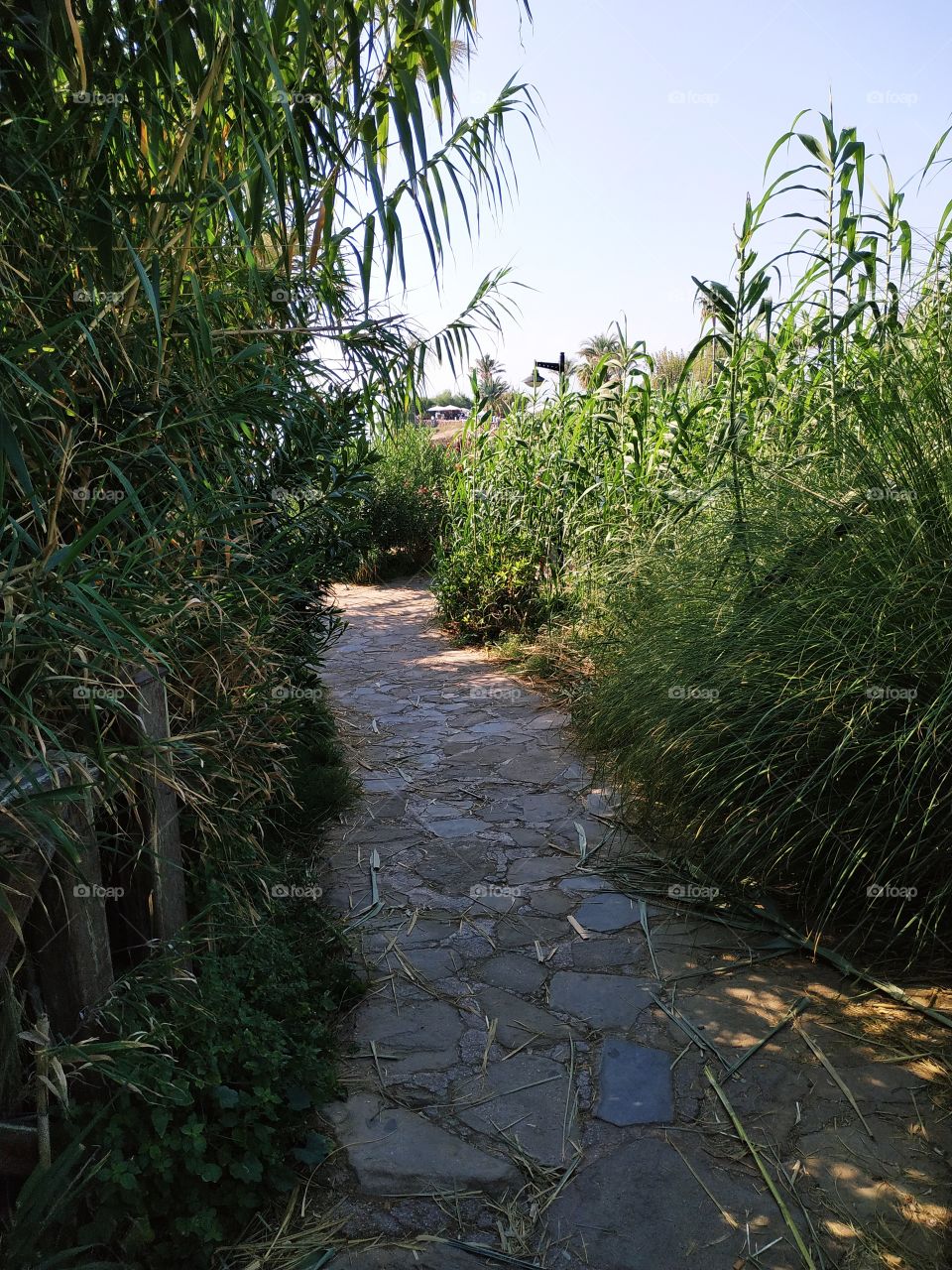 A nice walking street from rocks between green plants.