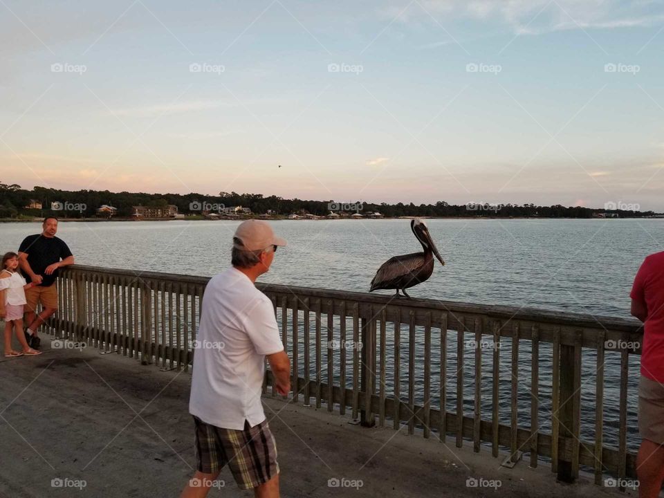 friendly bird