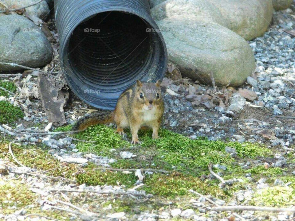 Chipmunk