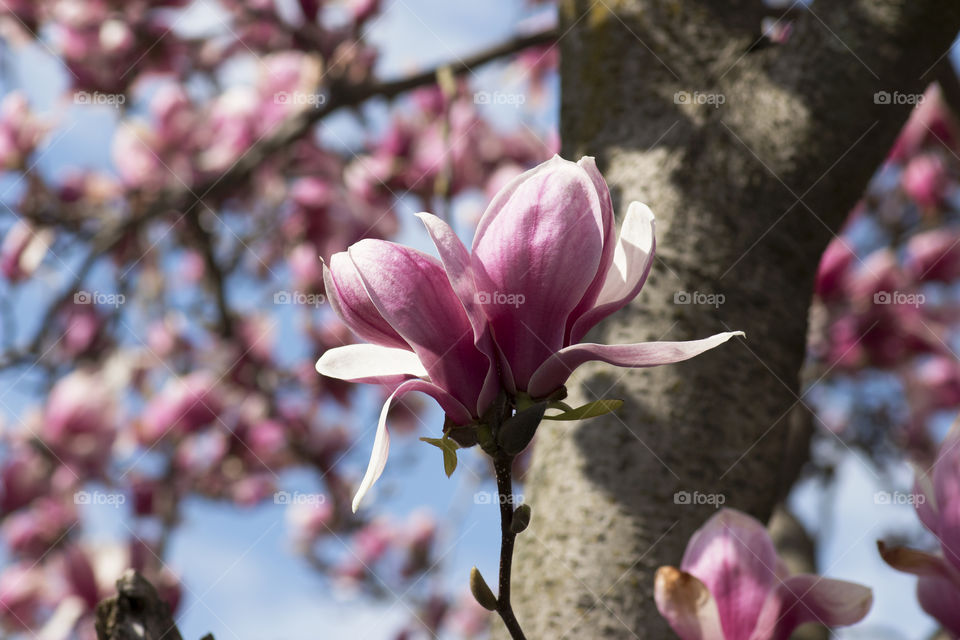 Magnolia