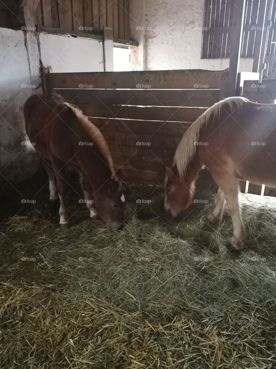 Horses