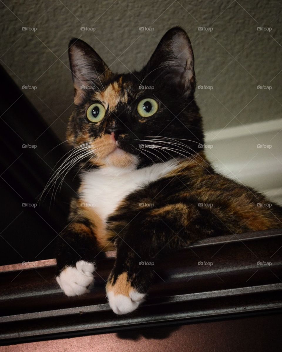 Watching from above! Itty Bit loves to sit on top of the cabinets and watch us cook. 