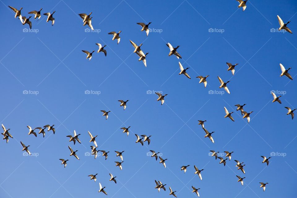 Flying ducks