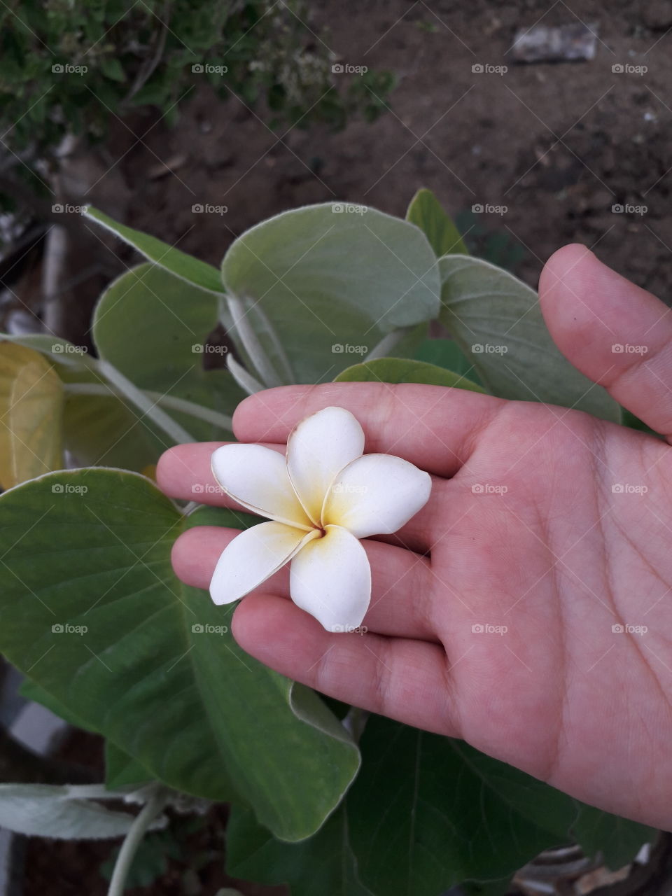 A small beautiful Champa flower in the child's hand