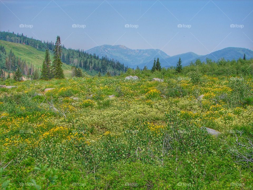 Scenic view of mountain and meadow