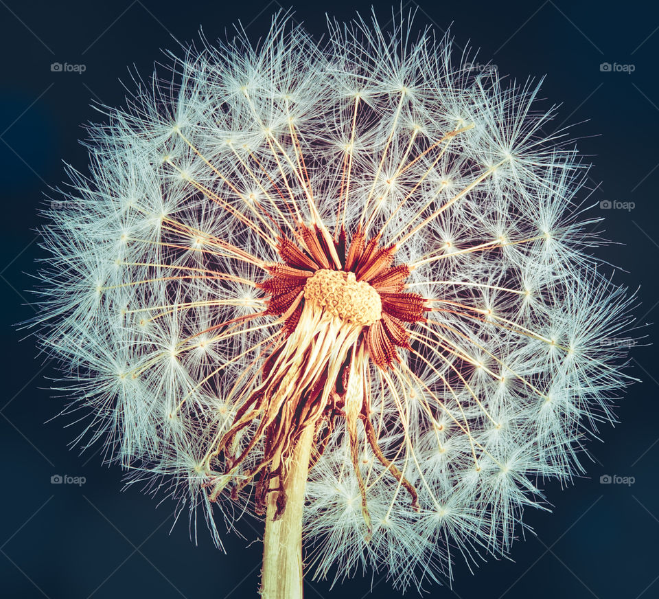 Closeup of dandelion