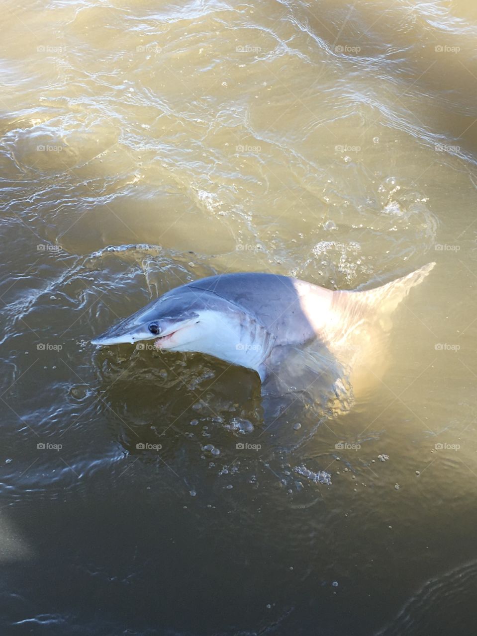 Fishing at the Georgia coast and we saw this beautiful shark! He was a tough guy to get off the hook! 