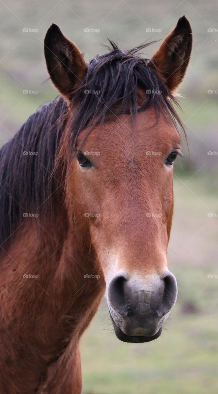 Portrait of a Wild Horse