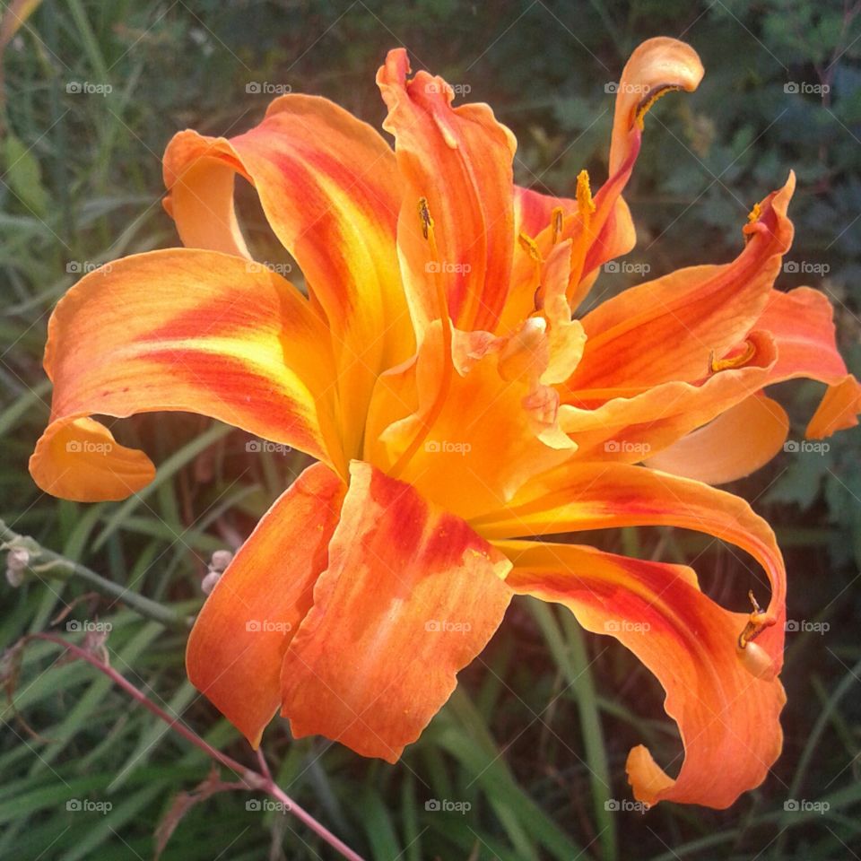 Bright Lily. beautiful flower