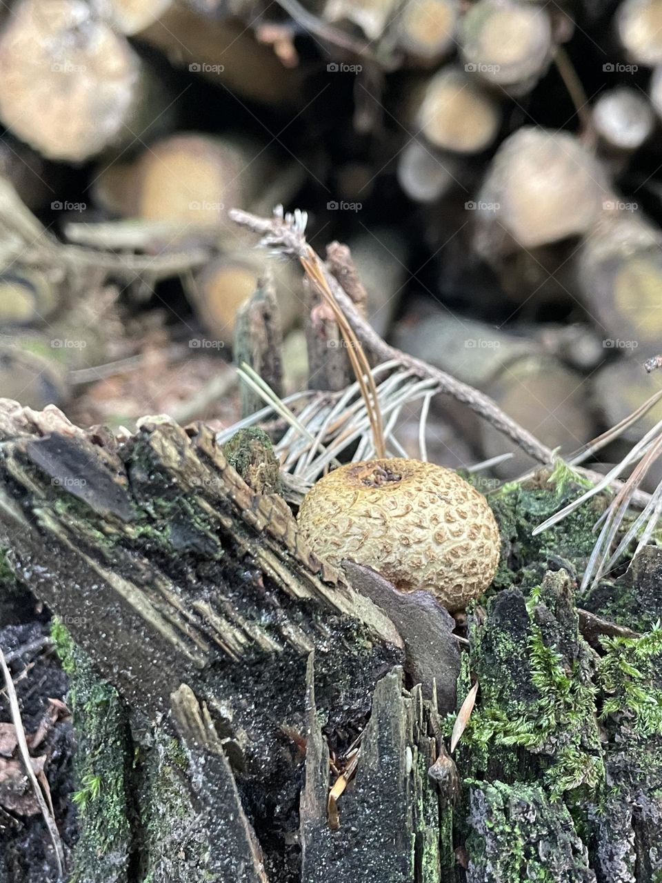 Mushroom in the tree stump 