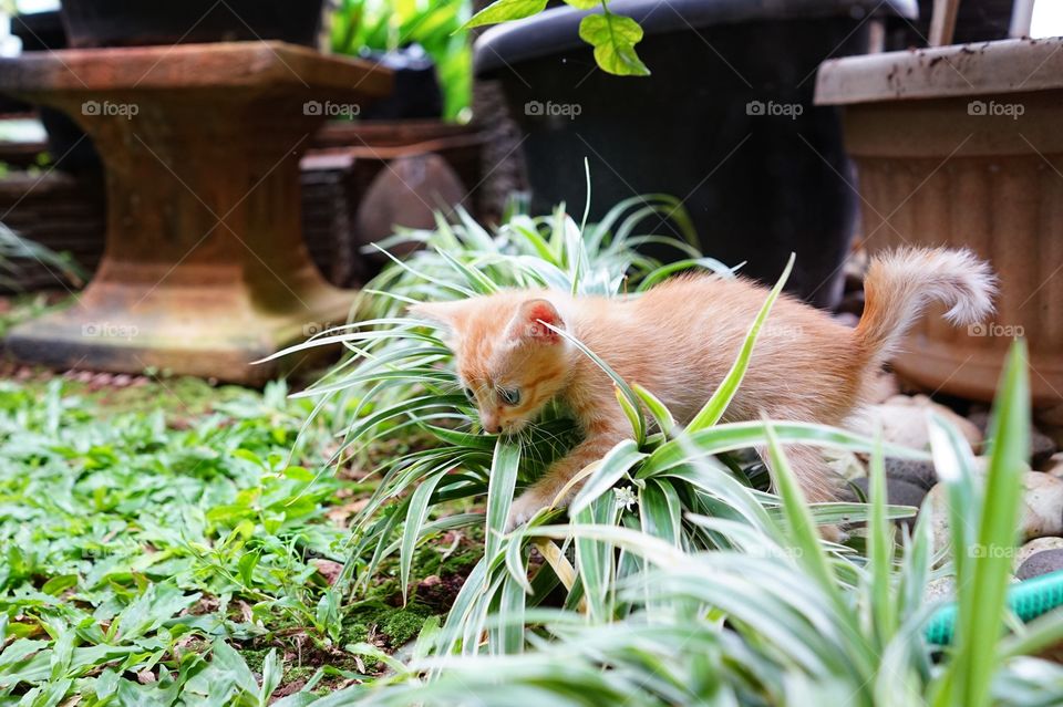 kitten playinf in a garden