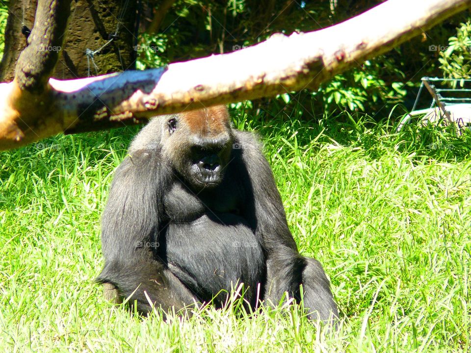 Gorilla in grass. Gorilla in grass 